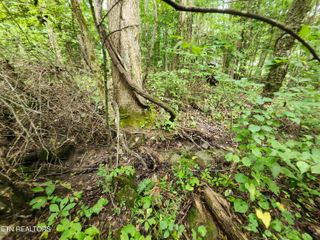 Lot 1 Timber Lake Drive, Cosby, TN 37722