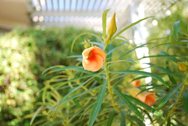 78237 Willowrich Drive, Palm Desert, CA 92211