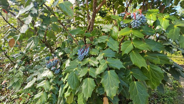 501 Glen Lane, Hixson, TN 37343