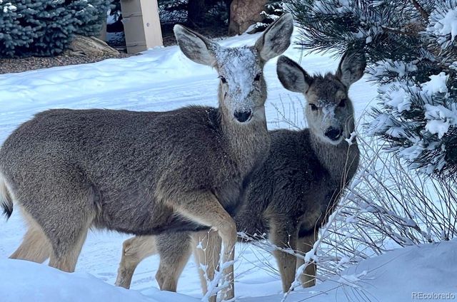 6941 Fargo Trail, Littleton, CO 80125