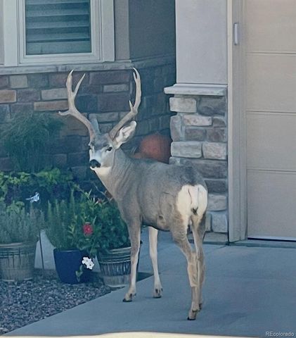 6941 Fargo Trail, Littleton, CO 80125