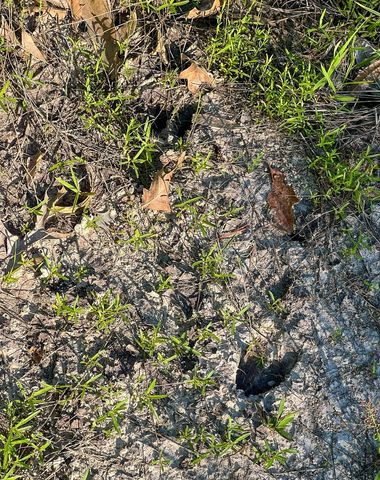 38 00 Fm 3454, Huntsville, TX 77320