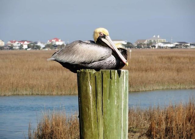 3036 Sabal Ct., Murrells Inlet, SC 29576
