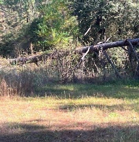 TBD Clark Road, Plantersville, TX 77363