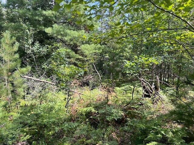 12 Acres Michigan Oaks Lane, Indian River, MI 49749