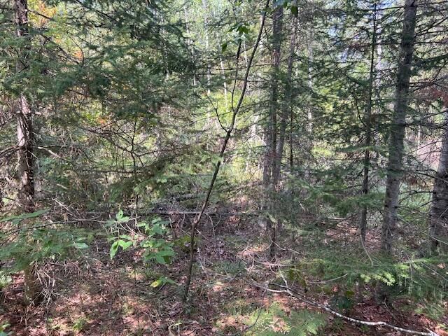 12 Acres Michigan Oaks Lane, Indian River, MI 49749