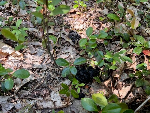 12 Acres Michigan Oaks Lane, Indian River, MI 49749