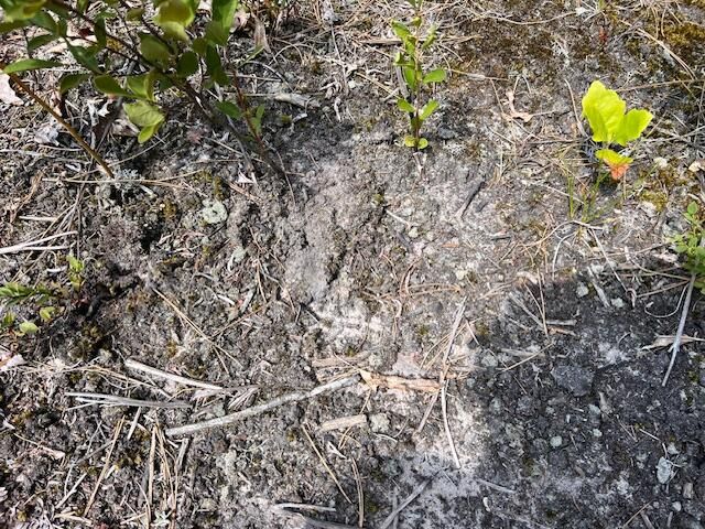 12 Acres Michigan Oaks Lane, Indian River, MI 49749