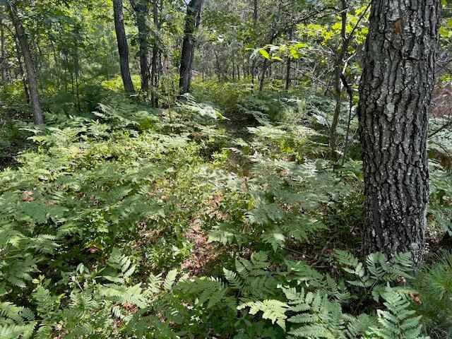 12 Acres Michigan Oaks Lane, Indian River, MI 49749