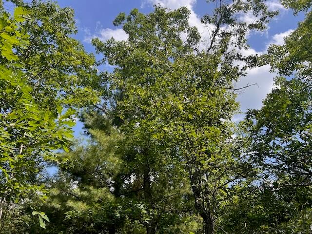 12 Acres Michigan Oaks Lane, Indian River, MI 49749