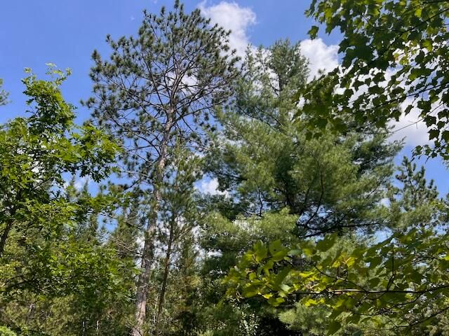 12 Acres Michigan Oaks Lane, Indian River, MI 49749