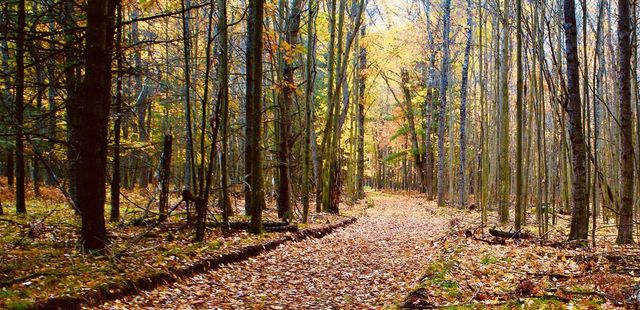 1125 Chaput Drive, Sears, MI 49679