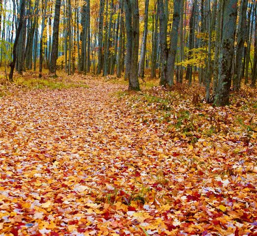 1125 Chaput Drive, Sears, MI 49679