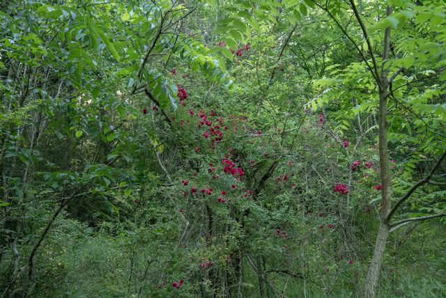 0 County Road 480, Englewood, TN 37329