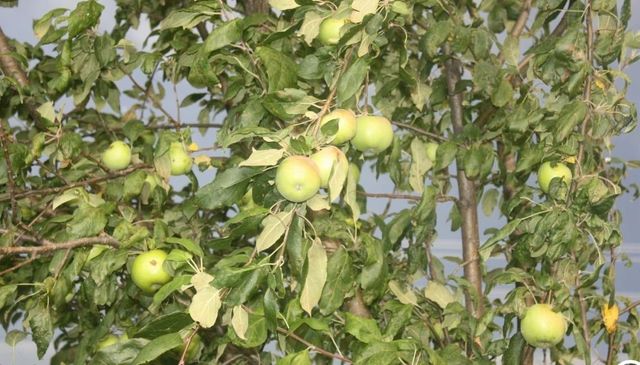 15428 Hazelgreen Road, Tomah, WI 54660