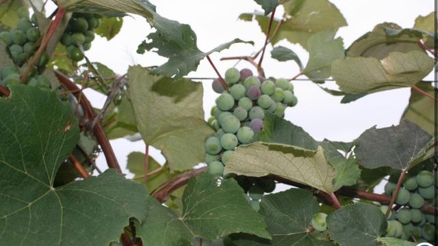 15428 Hazelgreen Road, Tomah, WI 54660