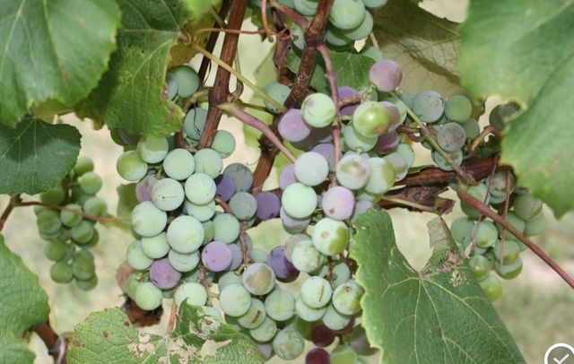 15428 Hazelgreen Road, Tomah, WI 54660