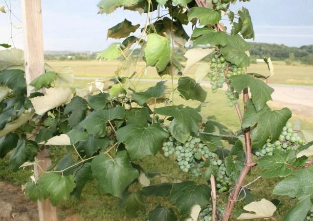 15428 Hazelgreen Road, Tomah, WI 54660