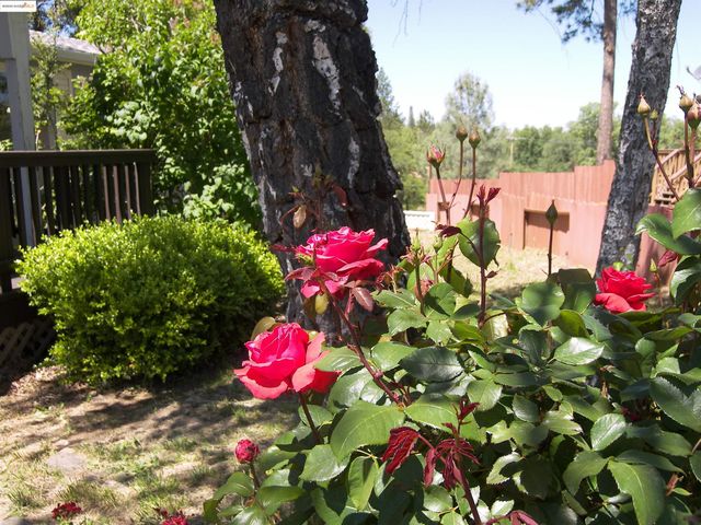 22857 Rolling Woods Dr., Groveland, CA 95321