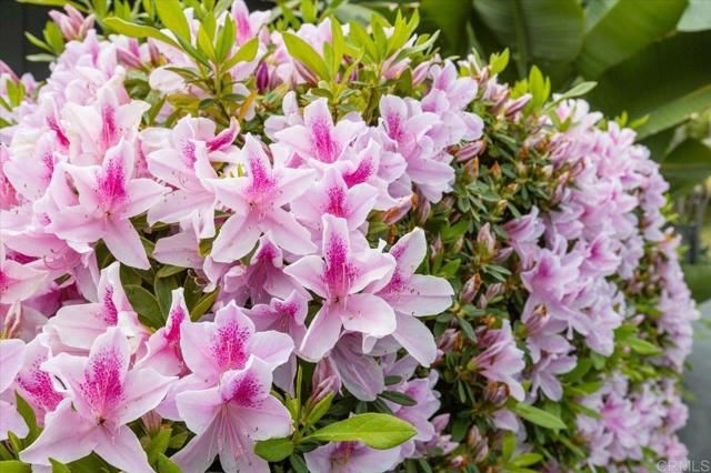 843 Alta Vista Drive, Vista, CA 92084