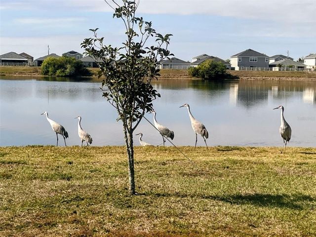 11951 DOWNY BIRCH DRIVE, Riverview, FL 33569