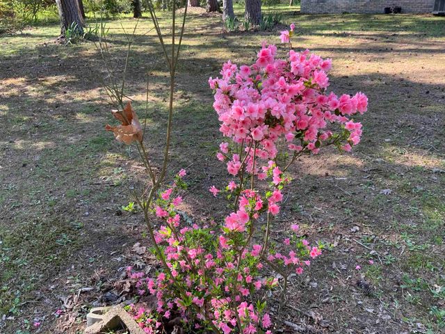 1320 Weddingford Road, Heber Springs, AR 72543