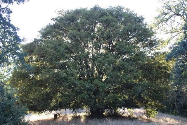 0 Lambert Flat Road, Carmel Valley, CA 93924