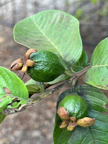 20825 SW 242nd St, Homestead, FL 33031