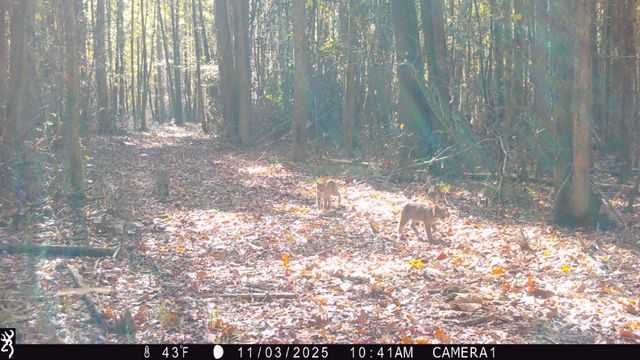 0 Veterans Dr, Huntingdon, TN 38344