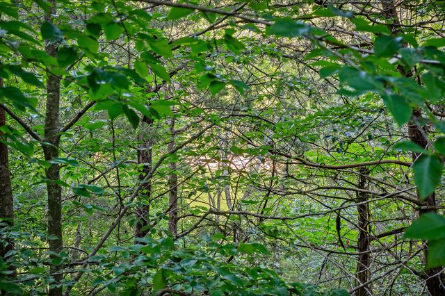 1385 Lakeside Dr, Smithville, TN 37166