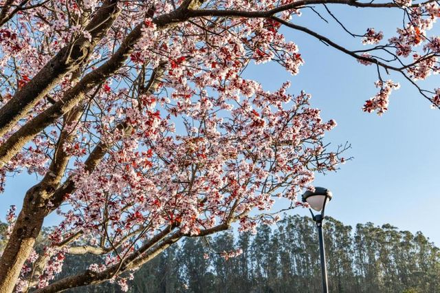 1014 San Gabriel Circle 513, Daly City, CA 94014