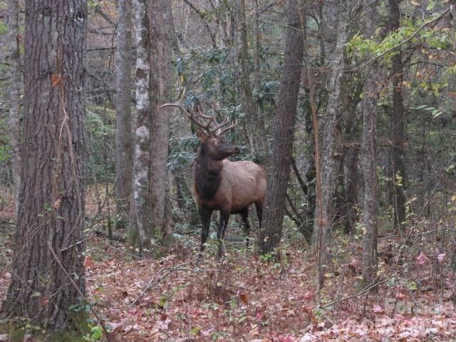 399 Bent Tree Road, Maggie Valley, NC 28751