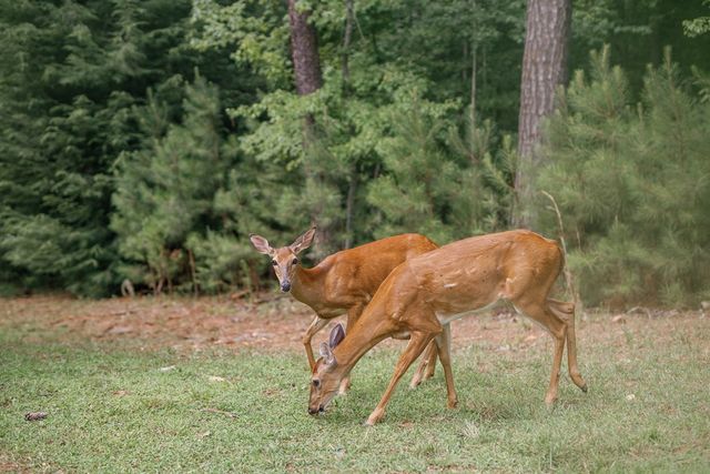 118 Matrix Lane, Ellijay, GA 30540