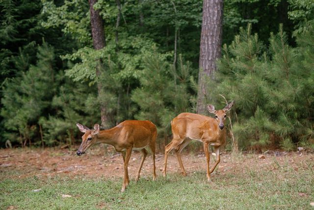 118 Matrix Lane, Ellijay, GA 30540