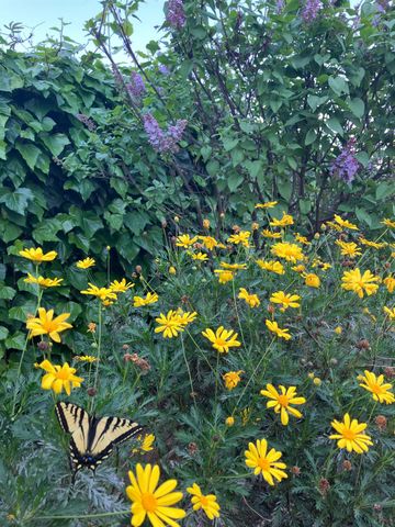 1270 Maple Ave, Yuba City, CA 95991