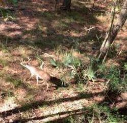 TBD Boars Head, Magnolia, TX 77356