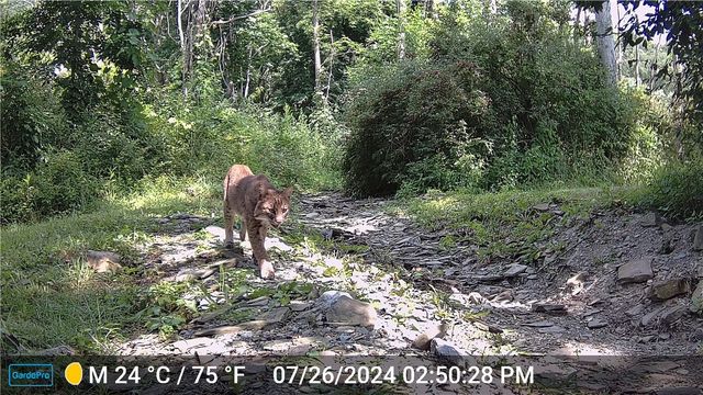 5663 Canadice Lake Road, Canadice, NY 14560