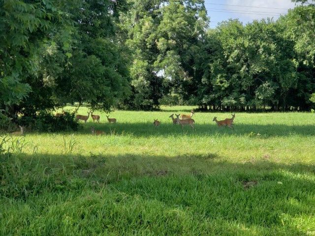 1325 Palomino Trail, Angleton, TX 77515