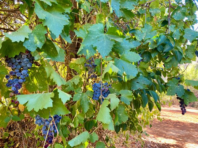 3636 Olive Street, Shasta Lake, CA 96019