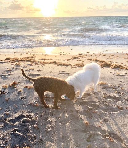 706 Ocean Dunes Circle, Jupiter, FL 33477