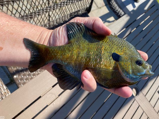 32680 S River Road, Harrison Twp, MI 48045