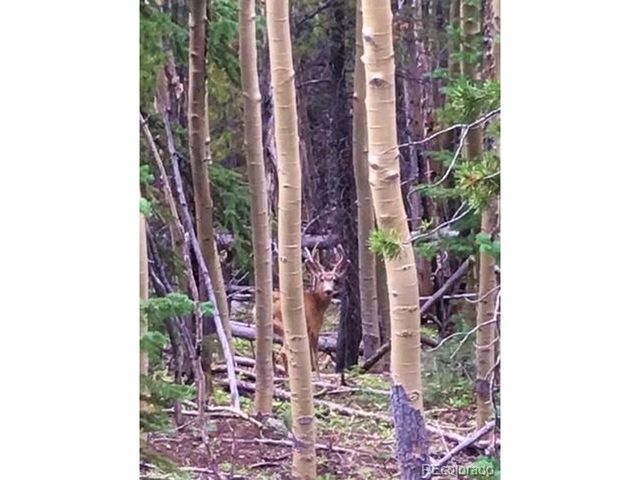 Silver Star, Idaho Springs, CO 80452