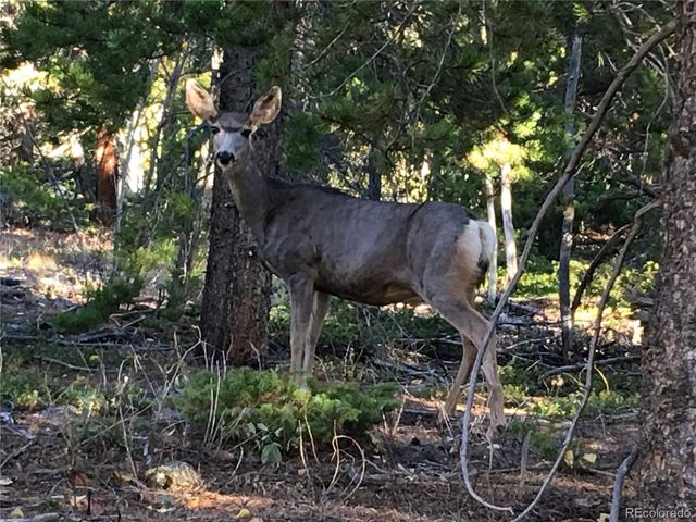 Silver Star, Idaho Springs, CO 80452