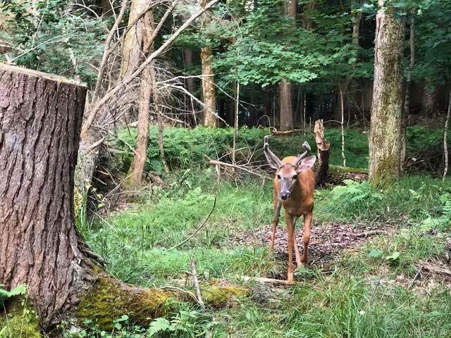 35 Cumberland Trail, Smallwood, NY 12720