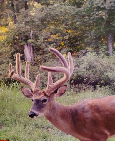 0 Seven Mile Ridge Rd, Indian Mound, TN 37079