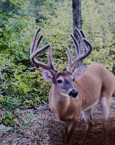 0 Seven Mile Ridge Rd, Indian Mound, TN 37079