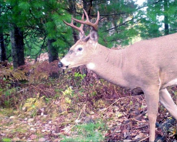 1701 S River Road, Beaverton, MI 48612