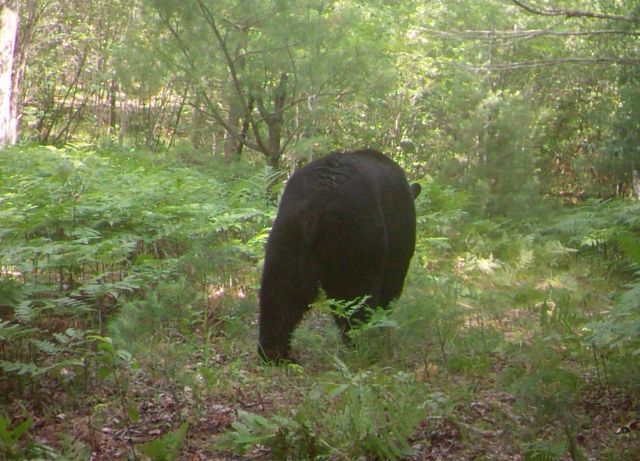 1701 S River Road, Beaverton, MI 48612