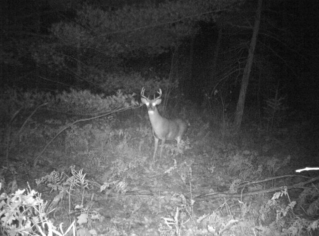 1701 S River Road, Beaverton, MI 48612