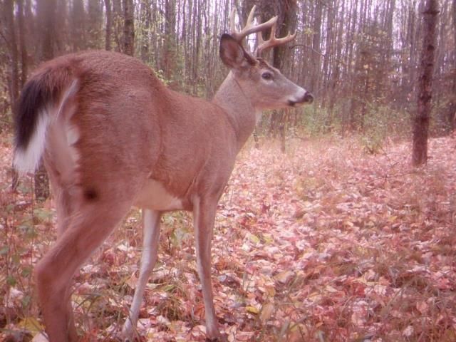 1701 S River Road, Beaverton, MI 48612